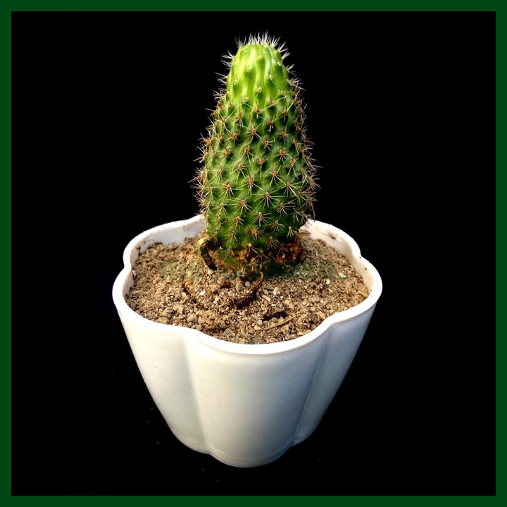 Cactus & Succulent - MGCS5026