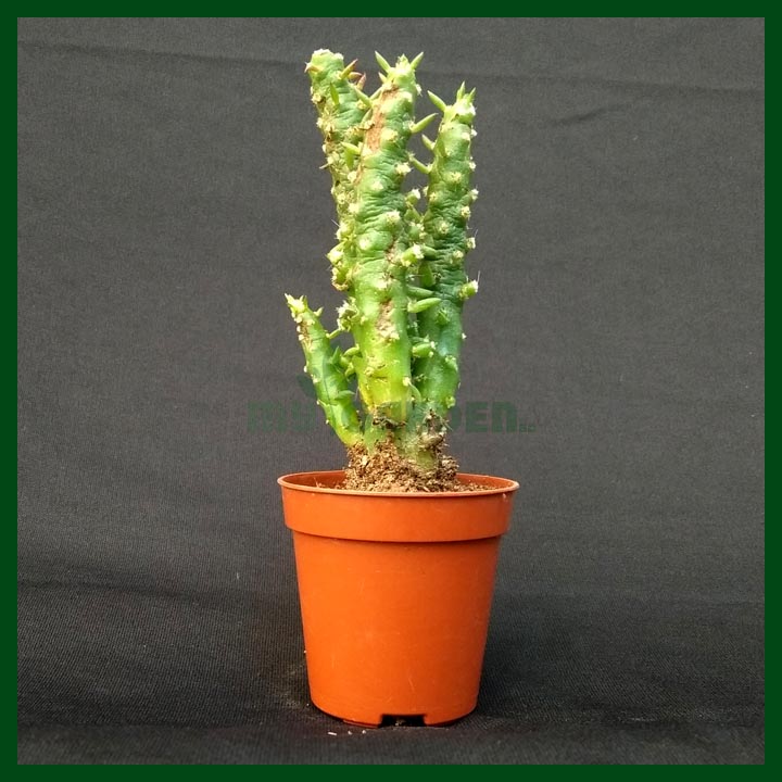 Christmas Tree Cactus - MGCS5043