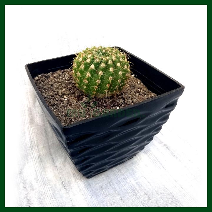 Cactus - Succulents - MGCS5012