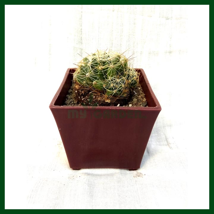 Cactus - Succulents - MGCS5014