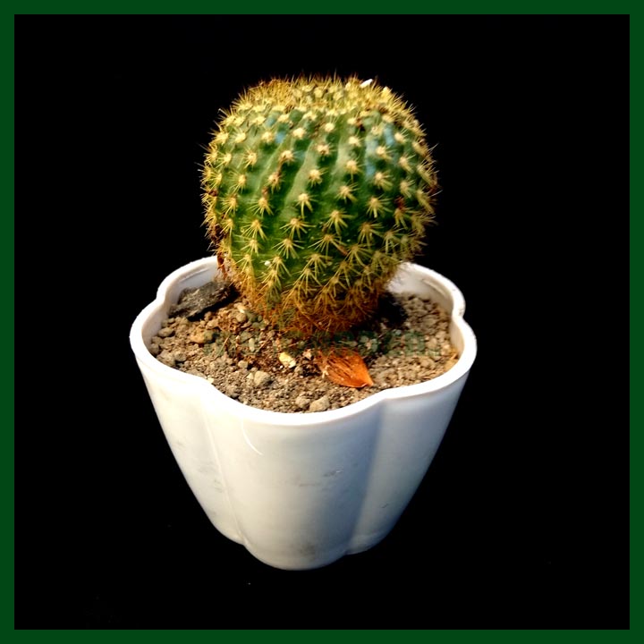 Cactus - Succulents - MGCS5022