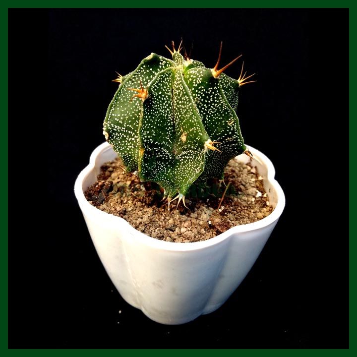 Cactus - Succulents - MGCS5027