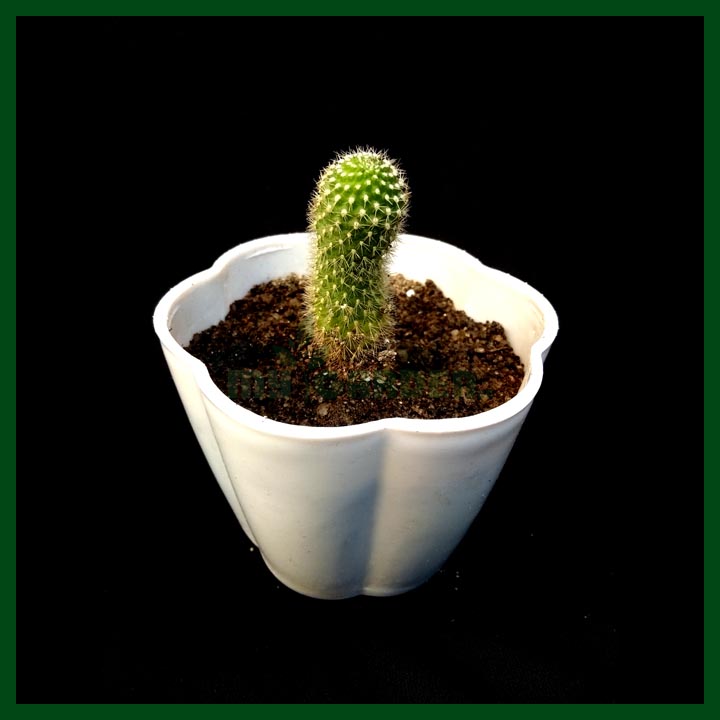 Cactus - Succulents - MGCS5028