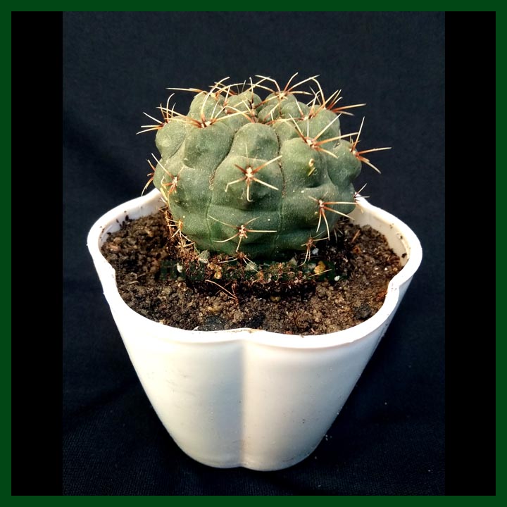 Cactus - Succulents - MGCS5029