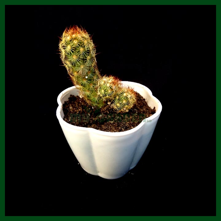 Cactus - Succulents - MGCS5033