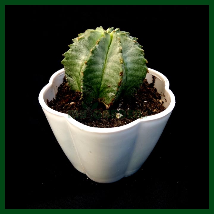 Cactus - Succulents - MGCS5034