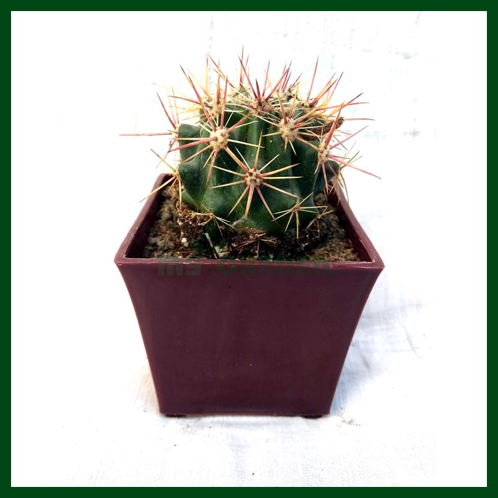 Cactus - Succulents - MGCS5016