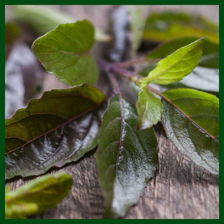 Thai Red Holy Basil - 120 to 150 seeds