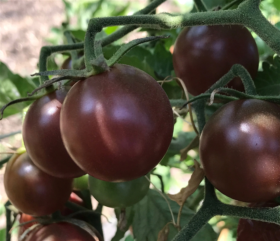 Tomato Black Cherry –  টমেটো – (20 Seeds)