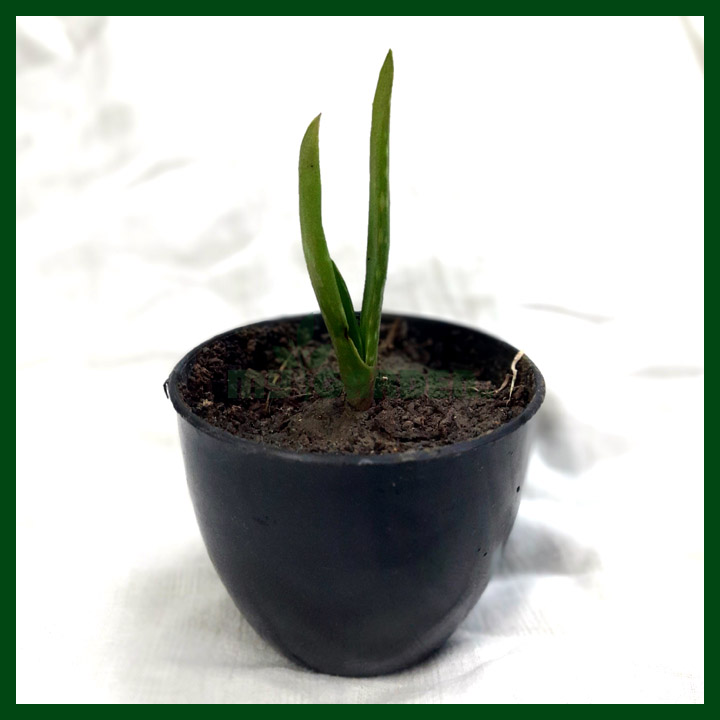 Aloe Vera (Small Pot) – MGCS5052