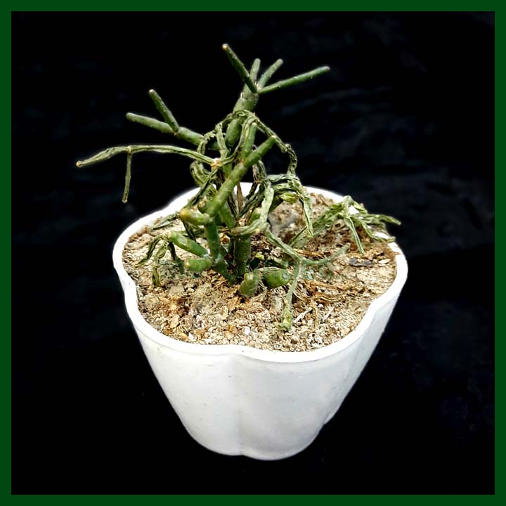 Mistletoe Cactus - Succulent - MGCS5053