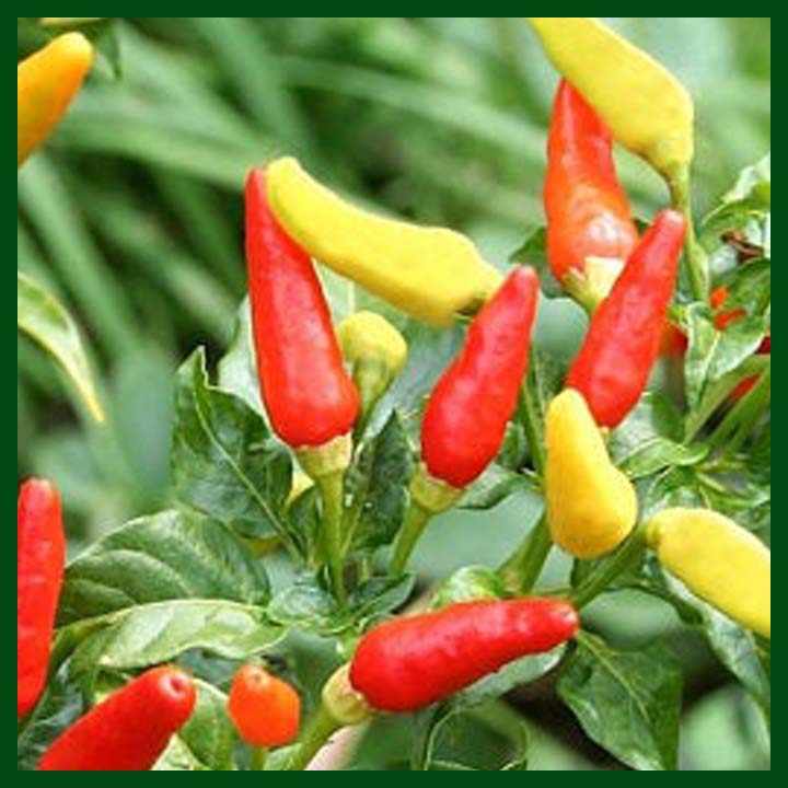 Wiang Ping Pepper - 95 seeds - AAA - Thai