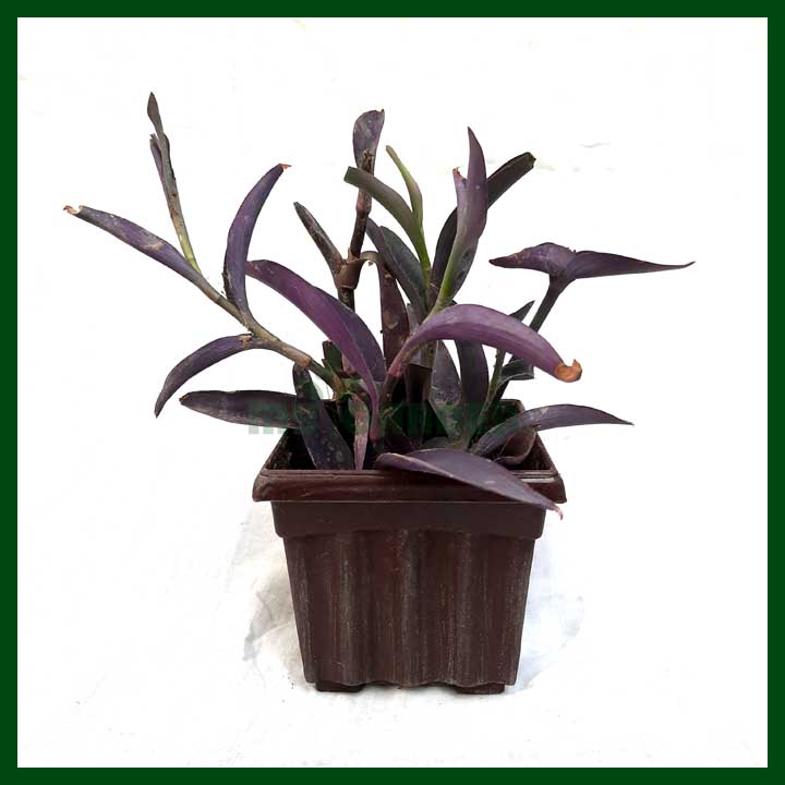 Purple Heart - Plant with pot