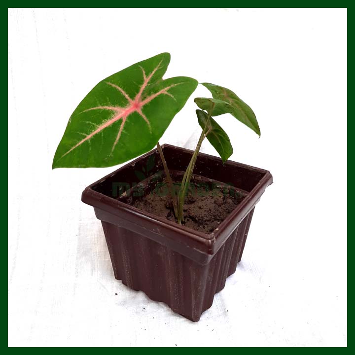 Caladium - Plant with pot