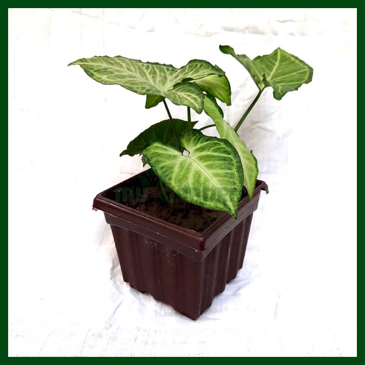 Arrowhead Vine - Plant with pot