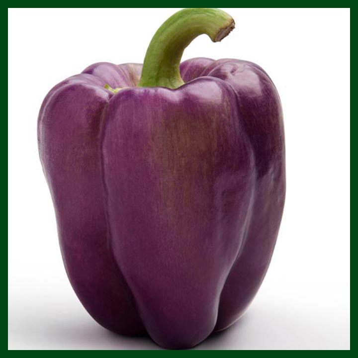 Capsicum – Purple - 150 to 200 seeds - Commercial Pack