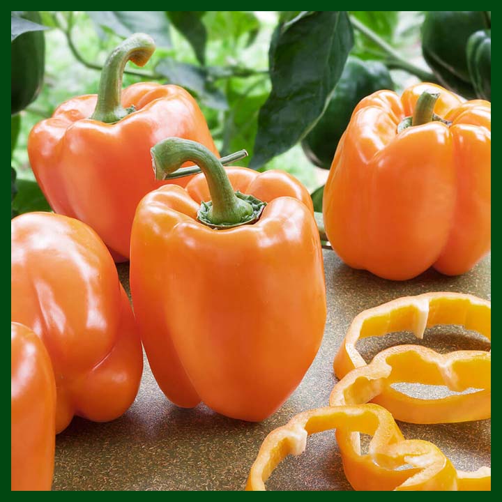 Capsicum – Orange – 30 seeds - Omaxe - Indian