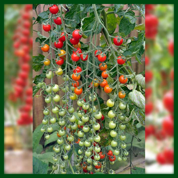 Cherry Tomato F1 Hybrid - Red Beauty (600 to 650 Seeds) - Commercial Pack