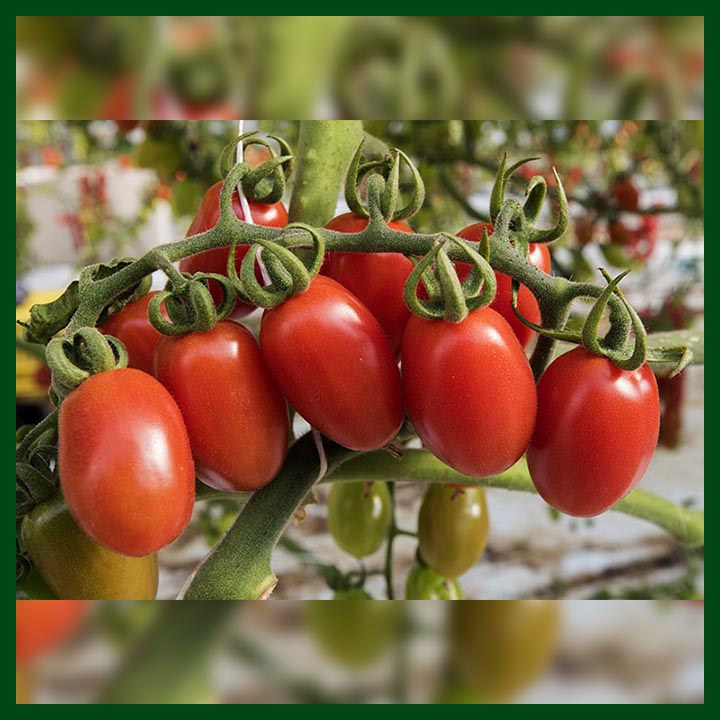 Grape Cherry Tomato (Safa) F1 Hybrid - Red (300 to 350 Seeds) - Commercial Pack