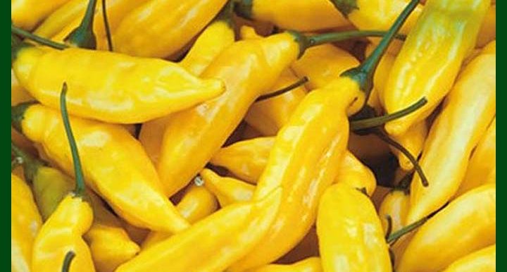 Hot Pepper Yellow Desire - 1000 Seeds - Commercial Pack