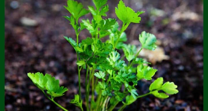 Parsley F1 Hybrid - পার্সলে – 3500 to 4500 Seeds - Commercial Pack