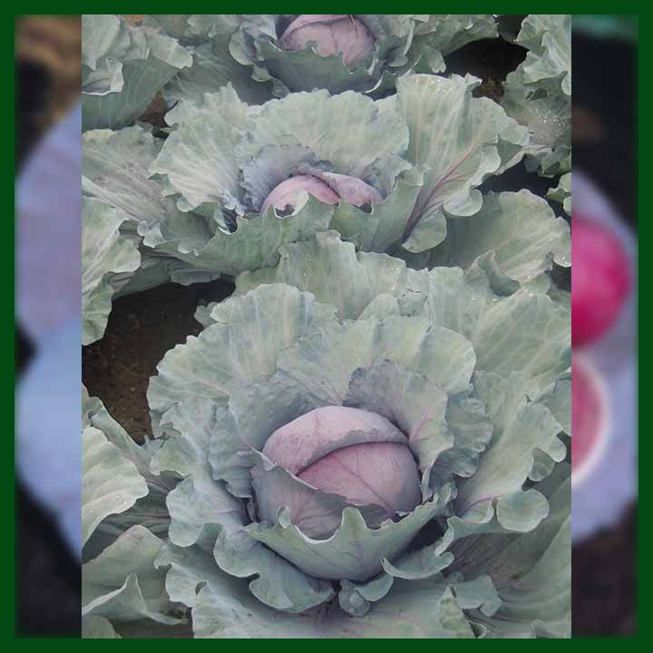 Red Cabbage F1 Hybrid (850 to 1200 seeds) - Commercial Pack