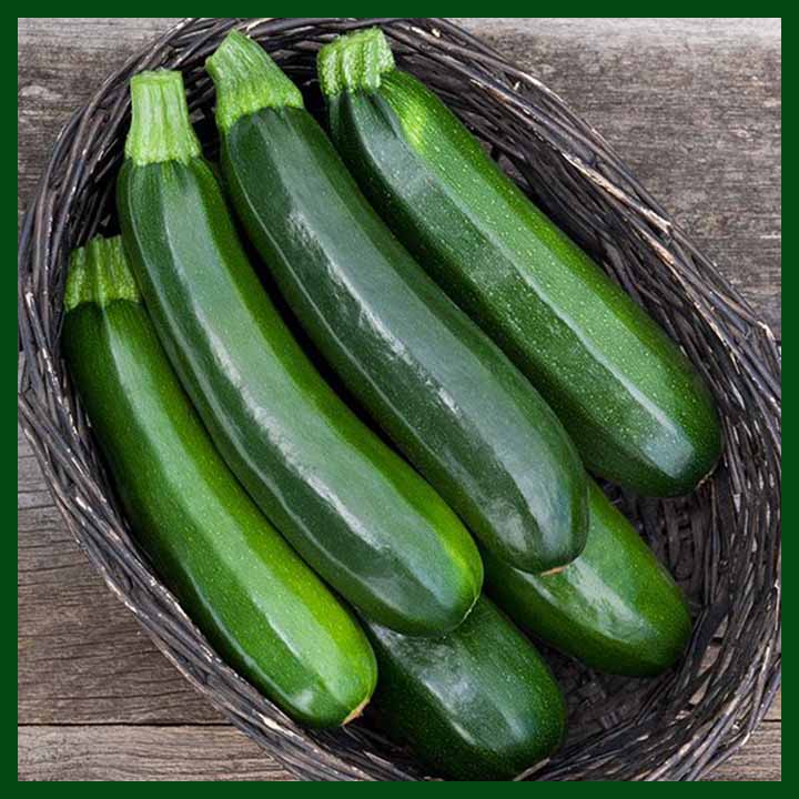 Zucchini - F1 Hybrid Green Squash - 10 gram Seeds - Commercial Pack