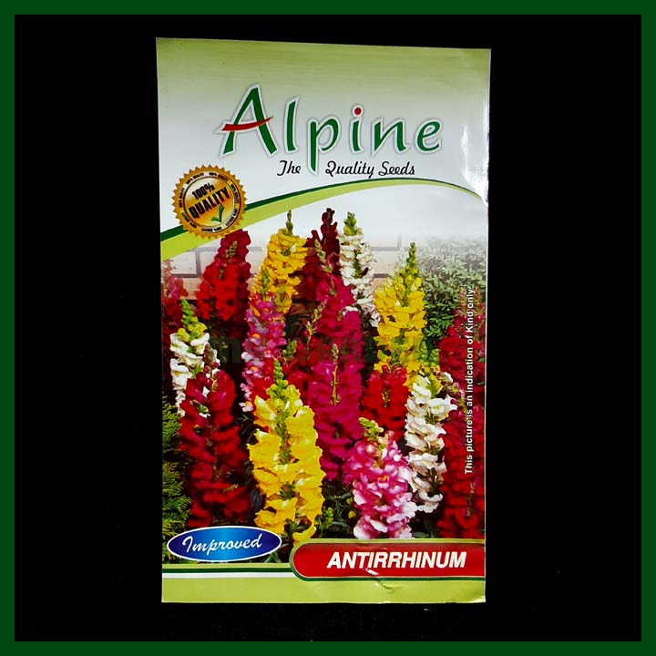 Antirrhinum - 35 seeds – Alpine - Indian