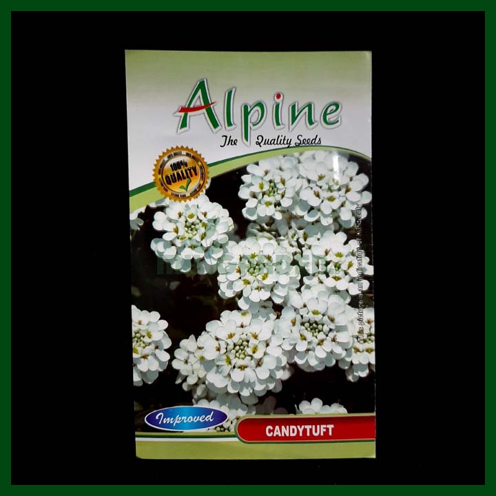 Candytuft - 25 Seeds - Alpine - Indian