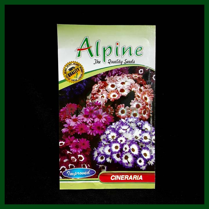 Cineraria - 50 Seeds - Alpine - Indian