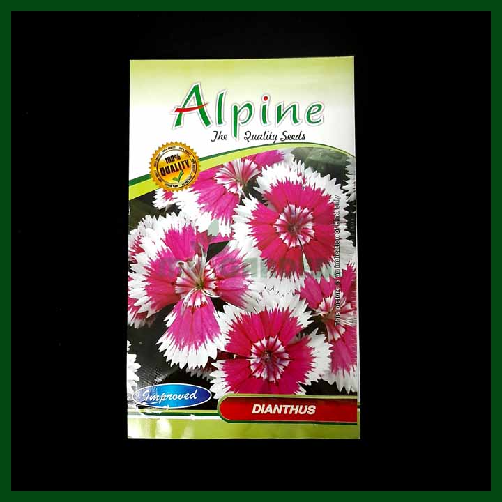 Dianthus - Alpine - Flower Seeds