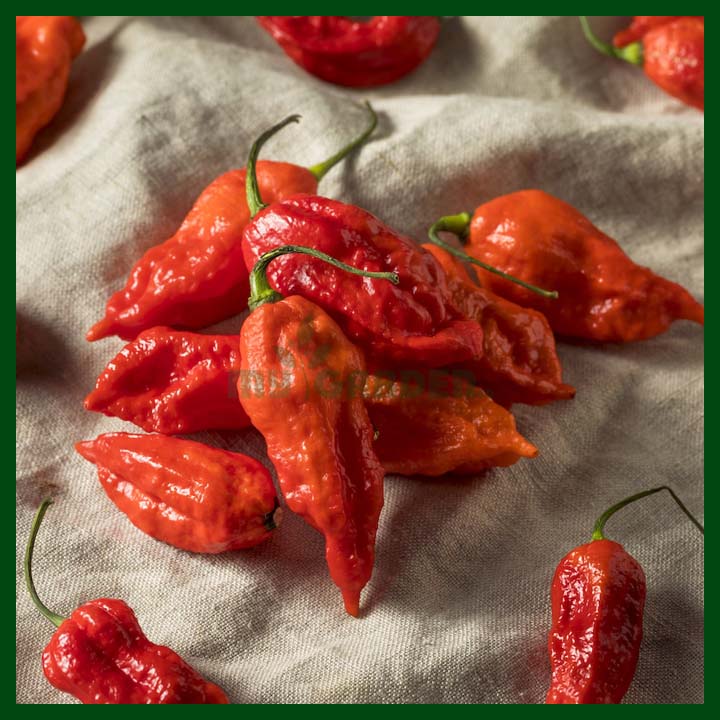 Ghost Chilli Pepper - Thai - 70 to 100 seeds - MGS1365