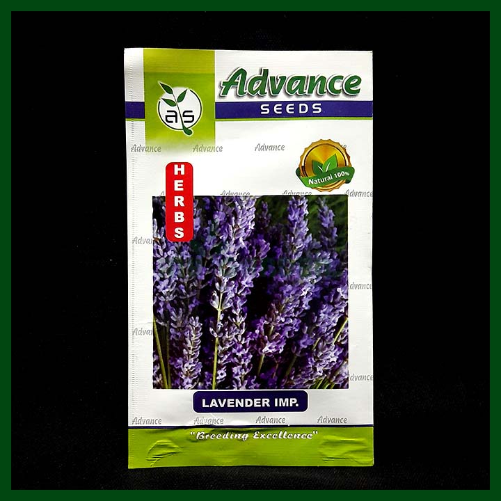 Lavender IMP. – Seeds - Indian - Advance Seed