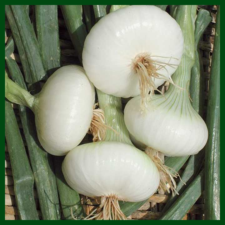 Onion - White - Bianca - Cipolla Bianca Di Maggio -MGS1332