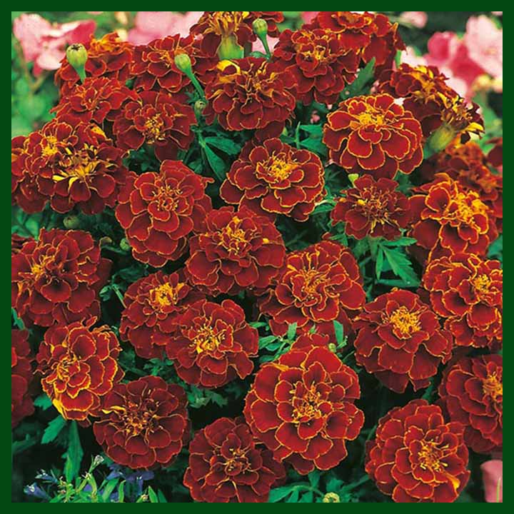 Marigold DBL Cherry Red – 50 seeds – Omaxe - Indian