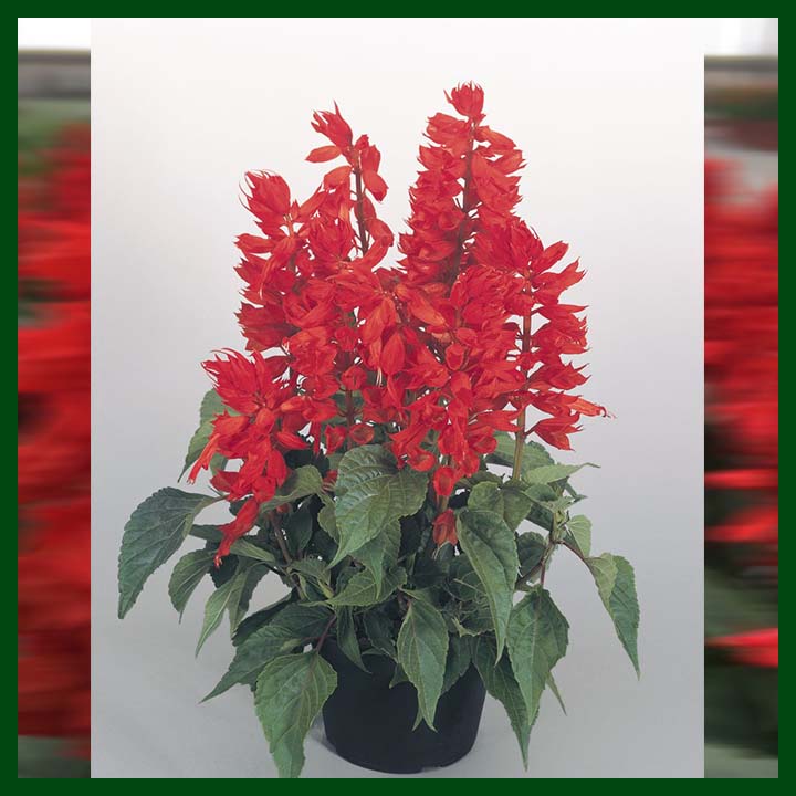 Salvia Sahara Red - 500 Seeds - AGA Flower - Thailand