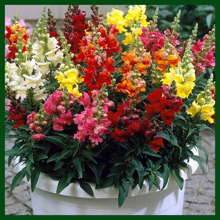 Antirrhinum Floral Showers Mix F1 Hybrid - 500 Seeds - AGA Flower - Thailand