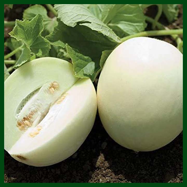 -White Melon - Chinese - MGS1370