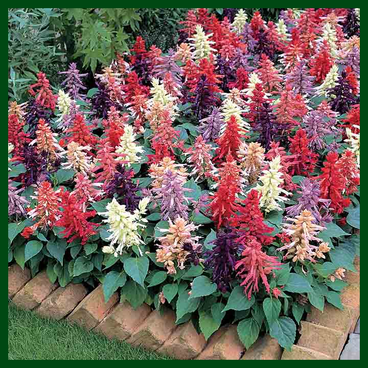 Salvia Mixed Color F1 Hybrid - 15 Seeds