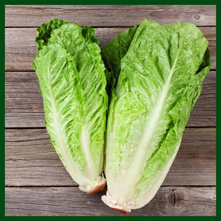 Cos Lettuce - Romaine Lettuce - 350 seeds - Thai - MGS1376