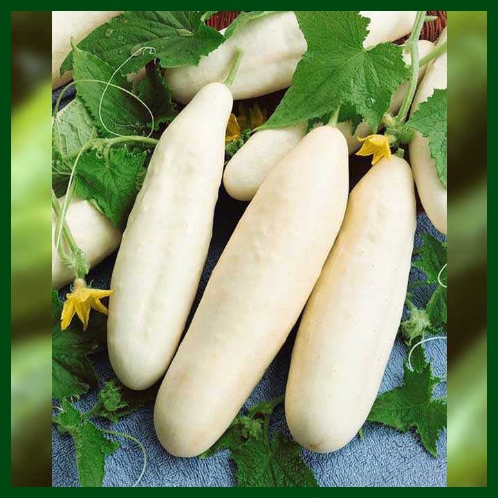 -Thai White Cucumber - সাদা শসা - (60 seeds) - MGS1376
