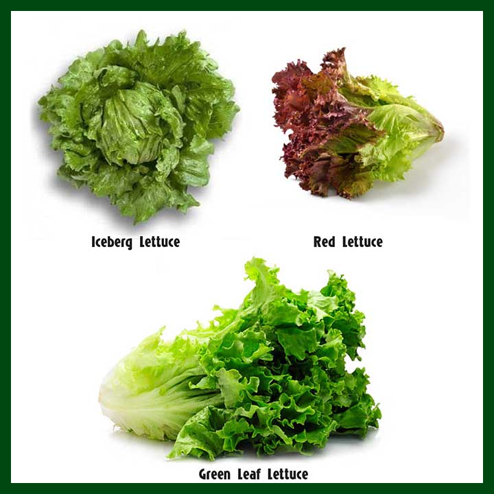 -Lettuce Combo Pack - (900 to 1000 seeds)