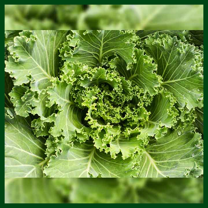 Green Ornamental Cabbage - Thai - 20 seeds - AAA