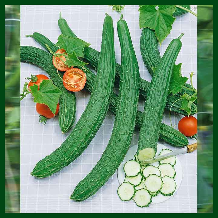 Long Cucumber - Chinese - MGS1375