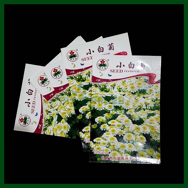 Chrysanthemum Small White - Chinese