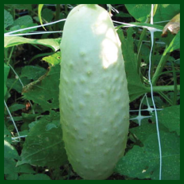 Cucumber Ribbed - Xingyun- Chinese