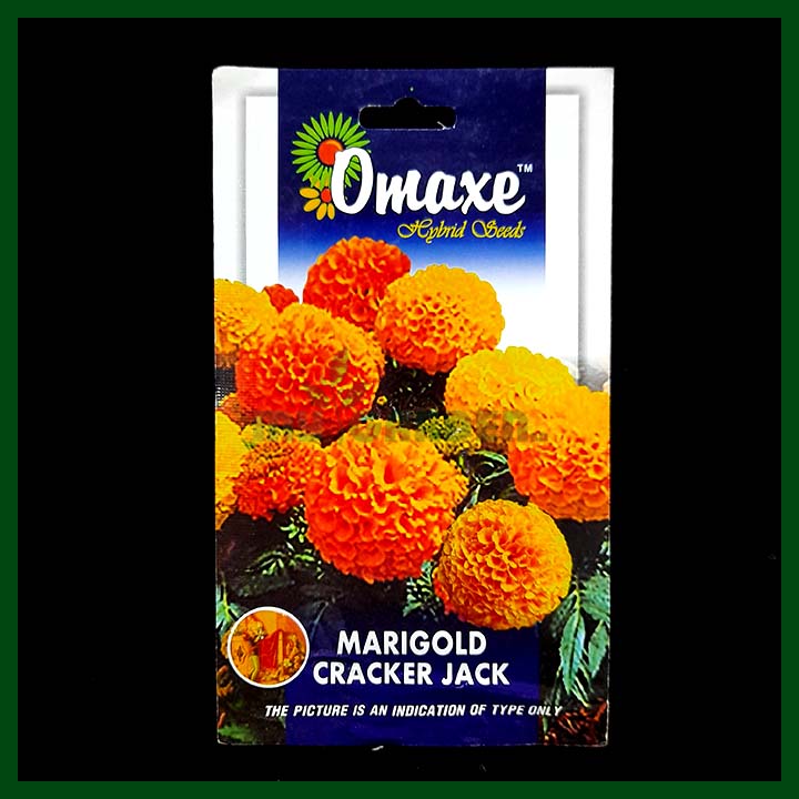 Marigold Cracker Jack - 50 seeds - Omaxe - Indian