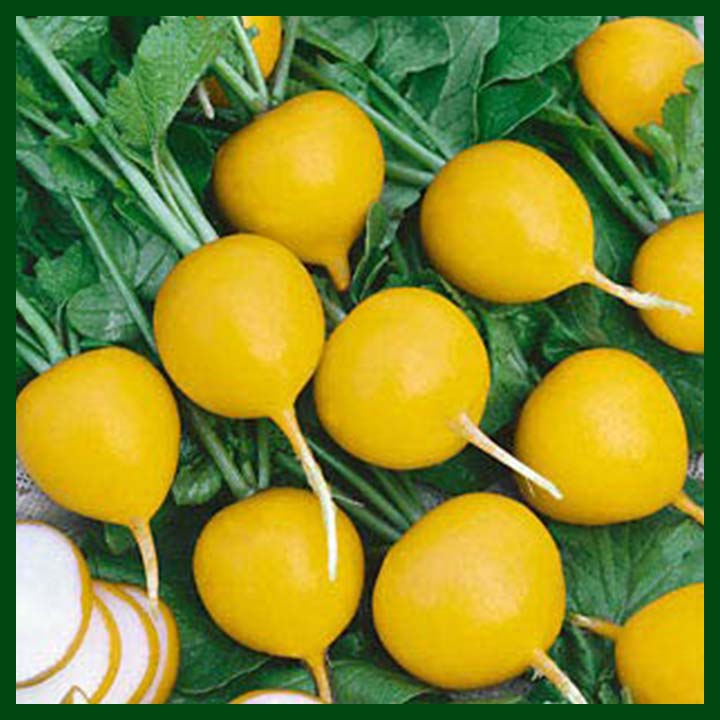 Golden Yellow Radish - Hexiang Seed - Chinese