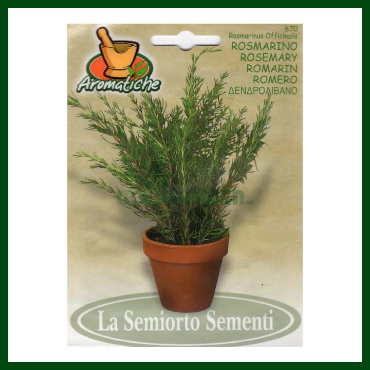 Rosemary - 250 to 300 seeds - Italian