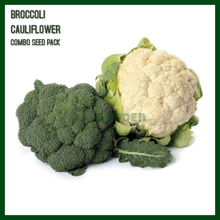 -Broccoli & Cauliflower - Combo Pack - 70 to 100 seeds